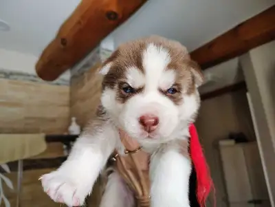 siberian husky puppy (blues eyes), View more