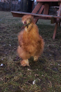 Silkie for Sale