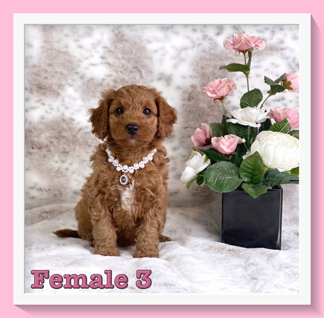 Mini-GoldenDoodle F1b Puppies in Dogs & Puppies for Rehoming in Winnipeg