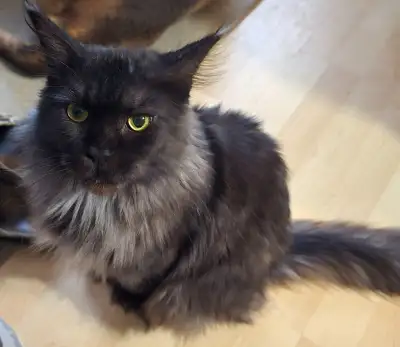 Retired Registered Purebred Maine Coon, View more