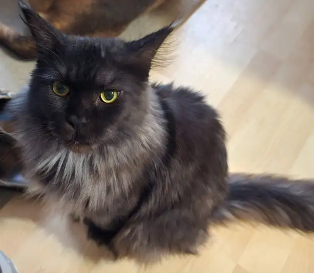 Retired Registered Purebred Maine Coon in Cats & Kittens for Rehoming in North Bay - Image 2