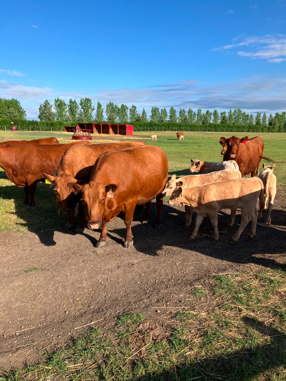 Bred Red Cows, WANTED!! | Livestock | Calgary | Free local classifieds ...
