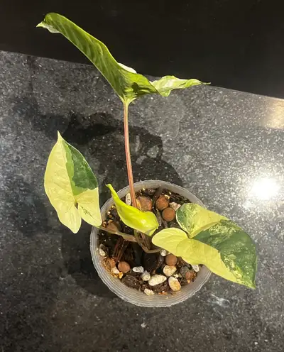 indoor plant Albo Syngonium, View more