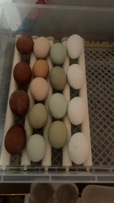Hatching Eggs - Chickens, Quails, Ducks, View more