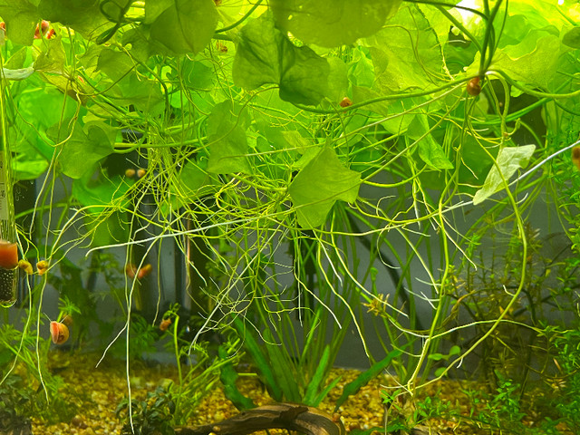 Taiwan lily -@ Nymphoides Hydrophylla aquatic Plant in Fish for Rehoming in Oshawa / Durham Region - Image 3