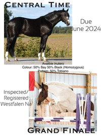 2024 Warmblood foal inutero