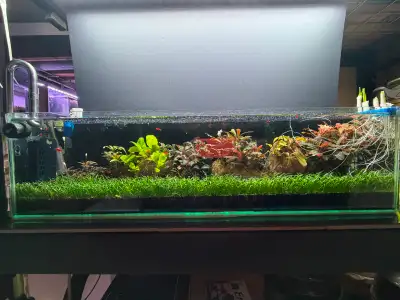 Brazilian Micro Chain Sword carpeting Live Aquarium Plants, View more