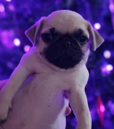 Pug in photo is not available. We will have a pug litter due January 22nd and are accepting people o...