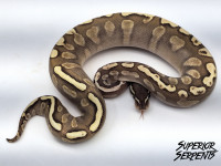 Multiple species of snakes - Boa, Pythons & Hybrids