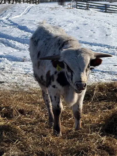 yearling purebred longhorn bull, View more