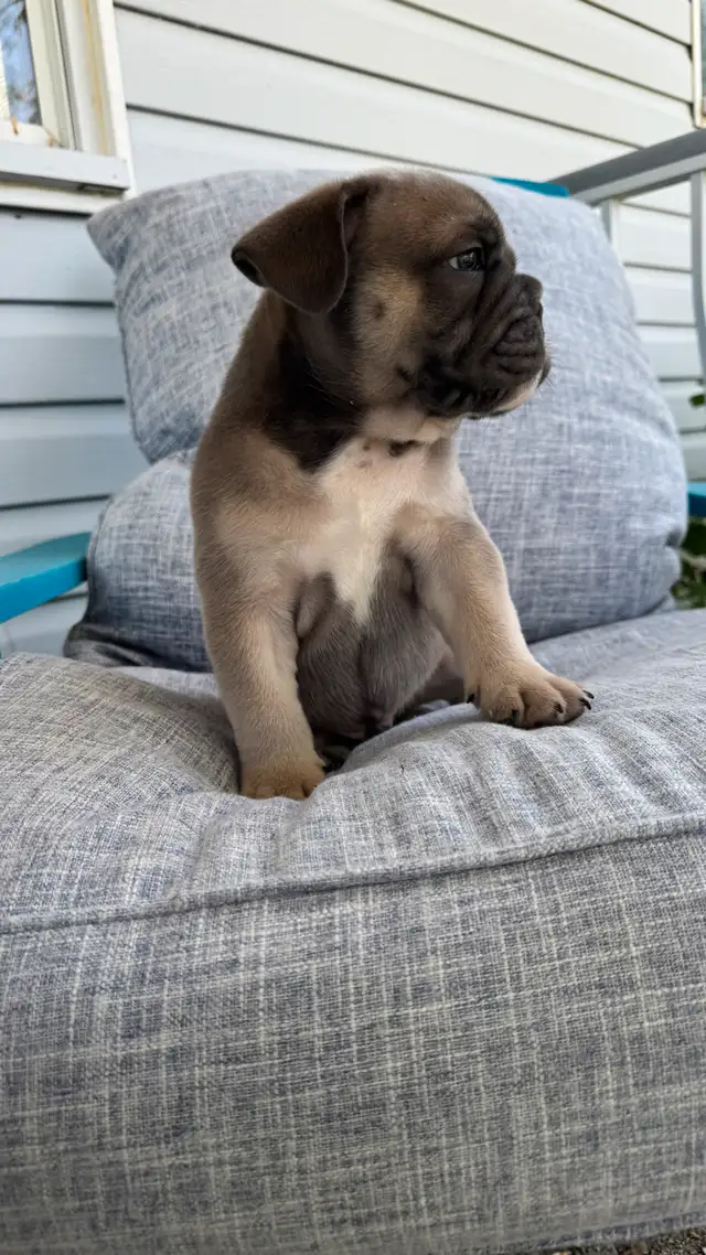 chiot Bulldog bouledogue anglais  , English BULLDOG in Dogs & Puppies for Rehoming in Laval / North Shore - Image 4
