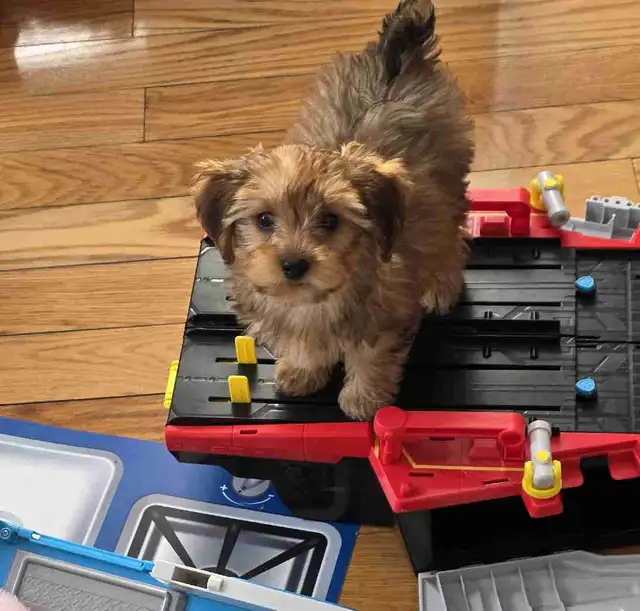 chiot yorkipoo in Dogs & Puppies for Rehoming in Gatineau - Image 2