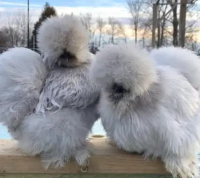 Fluffy Silkie Chicks for Sale  From Show Quality Parents, View more
