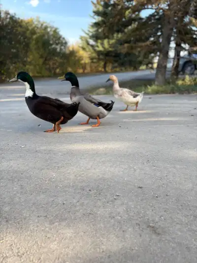 Ducks looking for a new home, View more