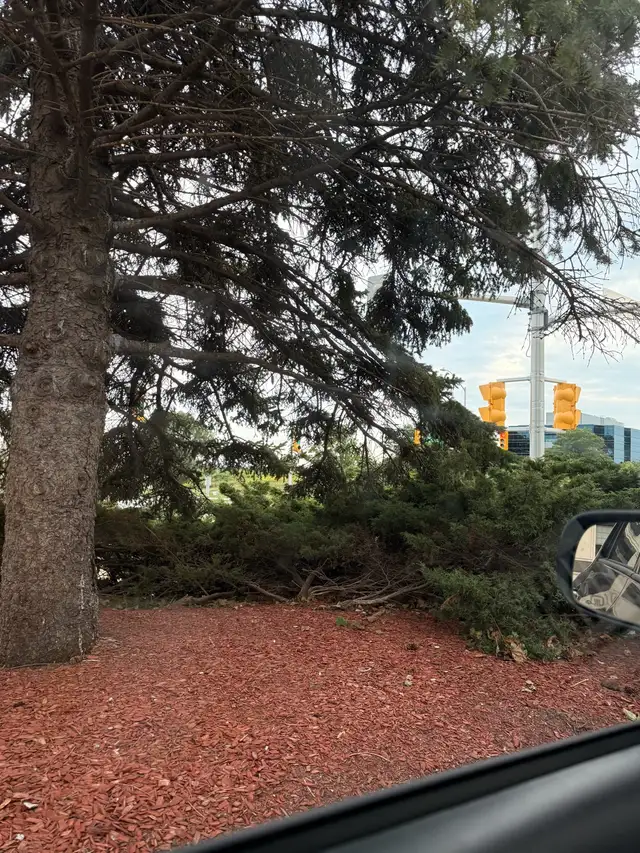 Guelph to Toronto(I  am female driver)