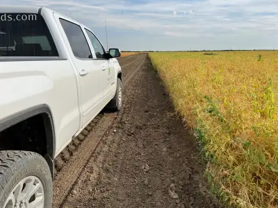 CDC Lewochko is a medium to small seed size yellow pea with high protein content. Excellent stand ab...