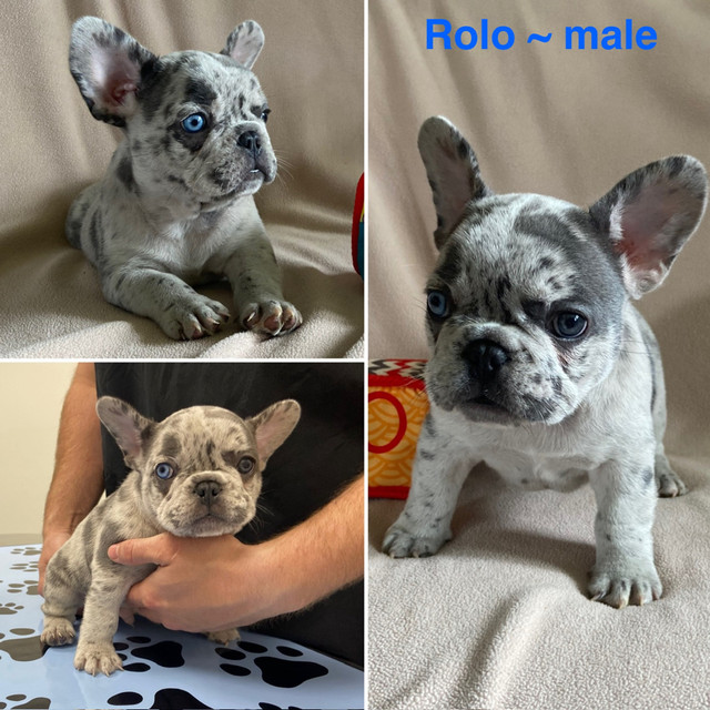 Blue Merle & Blue Brindle French Bulldog Puppies! READY TO GO! in Dogs & Puppies for Rehoming in Red Deer