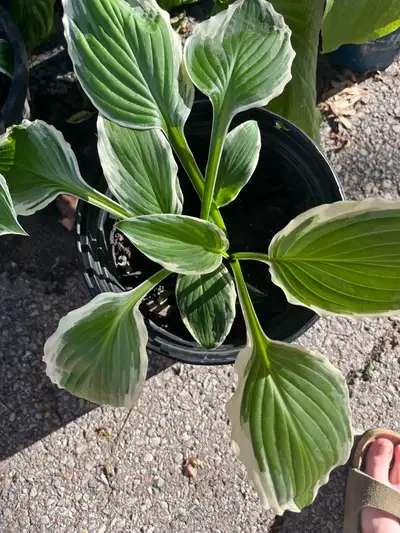Hostas and Daylilies, View more
