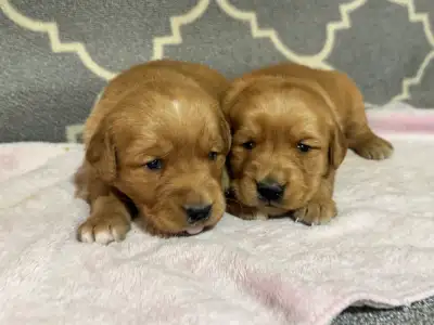 Golden Retriever Puppies, View more