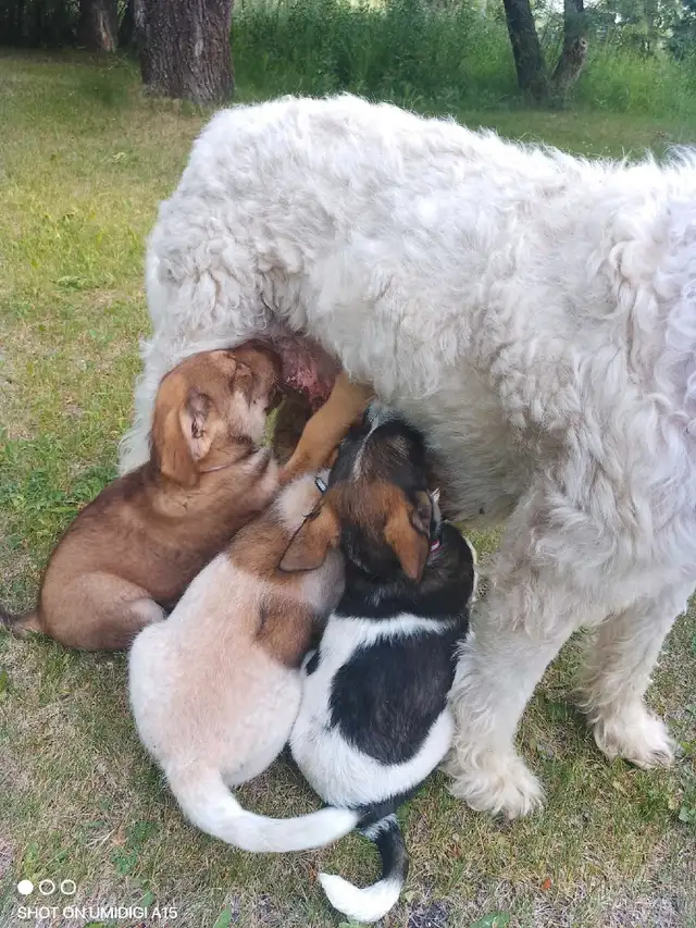 ONLY 1 LEFT!!! Poodle + Great Pyrenees + German Shepherd Puppies in Dogs & Puppies for Rehoming in Winnipeg - Image 5