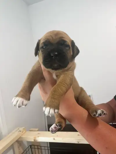 Mastiff puppy’s❤️, View more
