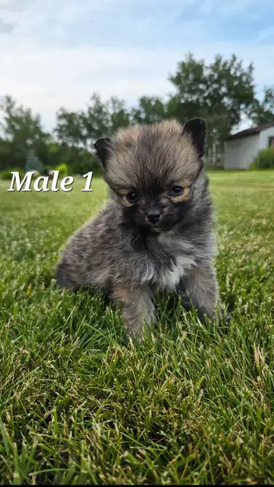 pomeranian puppies , View more