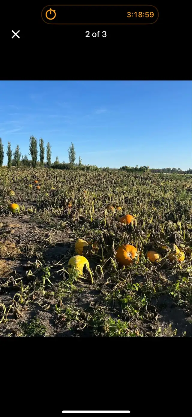 u- pick pumpkin patch576496096468674561