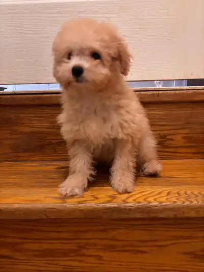 One boy and one girl available. Mom is a 7lbs poodle. Dad is a 12 lbs poodle. Every puppy will go ho...