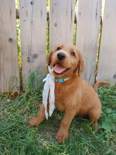 There are 3 red Labradoodle females looking for their forever homes. The mother, Lexi, is a Labrador...