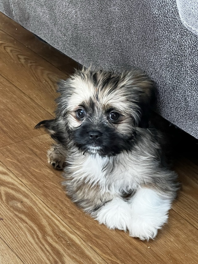 Chihuahua x Pug x Shitzu puppy Dogs & Puppies for Rehoming Regina