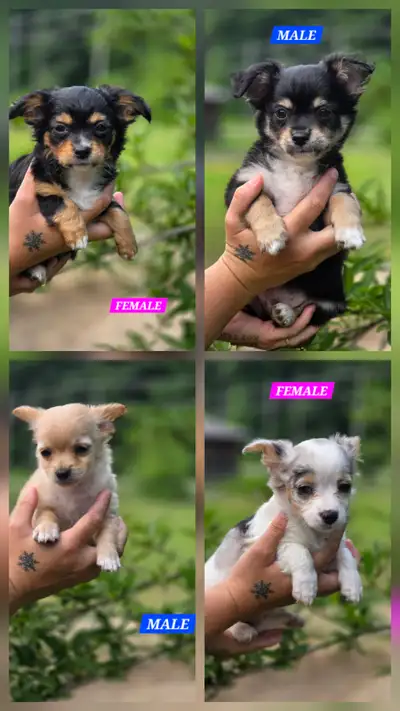 Chihuaha Puppies, View more