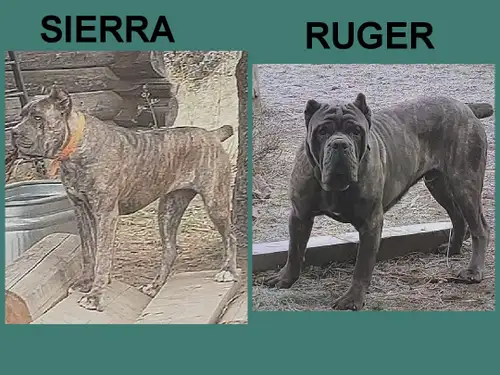 Dakota X Ruger I have 1 female litter born March 4/26 I also have four female puppies born May 10 pa...