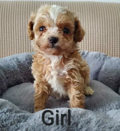 Toy poodle puppies, View more