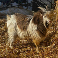 Wether pigmy goat