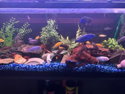 cichlids fishes, View more