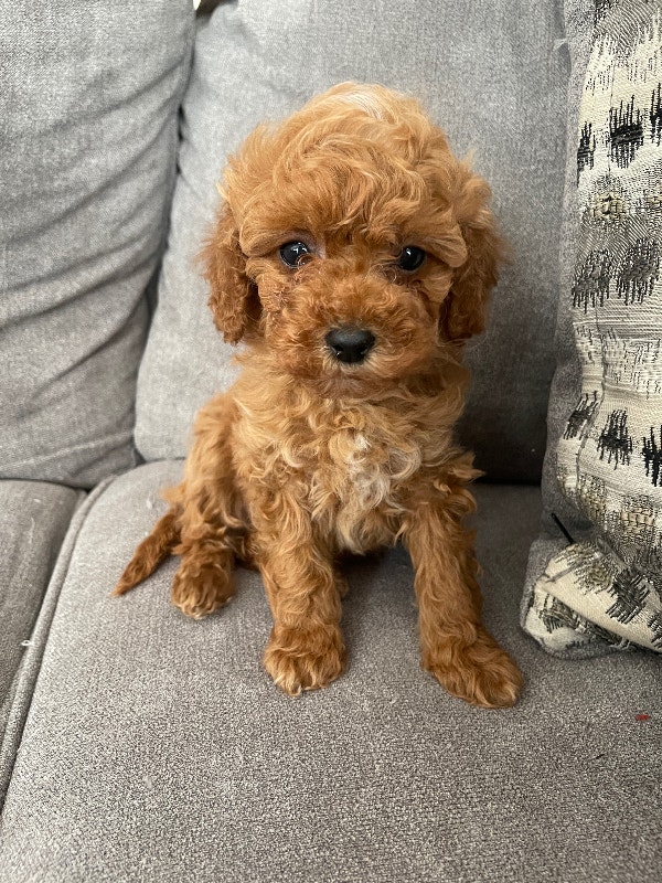 Toy Poodle Puppies Dogs & Puppies for Rehoming City of Toronto Kijiji