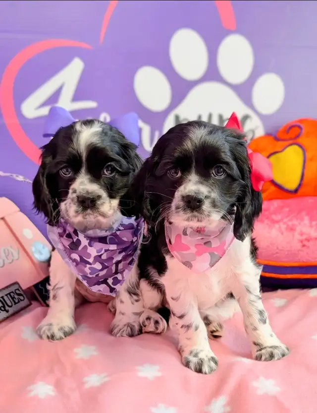 Cocker spaniel prêt mai 25 in Dogs & Puppies for Rehoming in West Island - Image 2