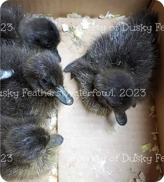 Cayuga Duck Hatching Eggs  in Livestock in Moncton - Image 4