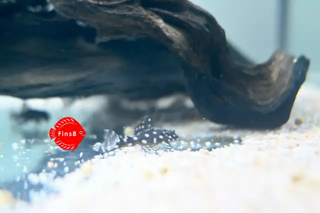 Super white pleco L236 SW,  Zebra Pleco L46, and L471 in Fish for Rehoming in Hamilton - Image 4