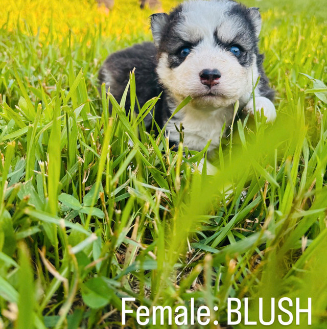 Pomsky Puppies for Sale! in Dogs & Puppies for Rehoming in Saskatoon - Image 4