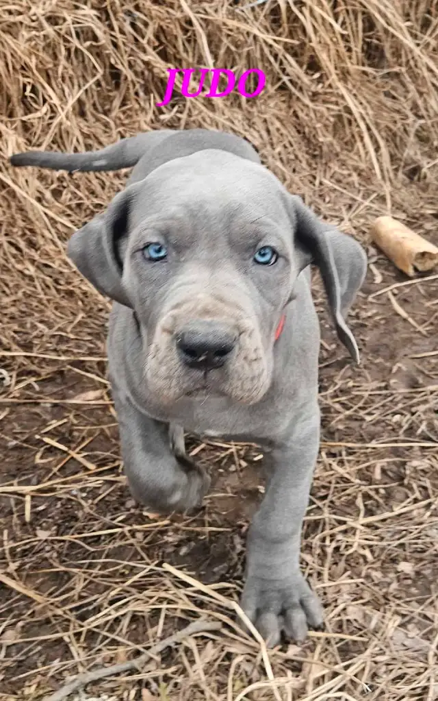 BLUE GREAT DANES in Dogs & Puppies for Rehoming in Markham / York Region - Image 4