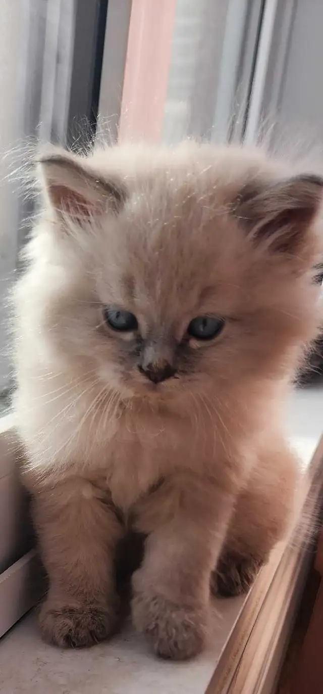 3 attractive Himalayan kittens in Cats & Kittens for Rehoming in City of Montréal - Image 5