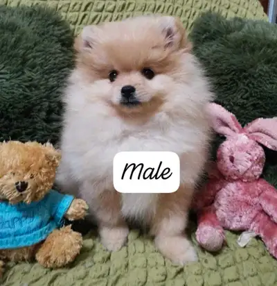 Tiny xs 2 males pomeranian 2.5 months old, View more