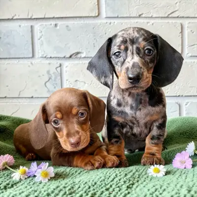 Mini Dachshund Puppies  Short Hair  Ready Now, View more