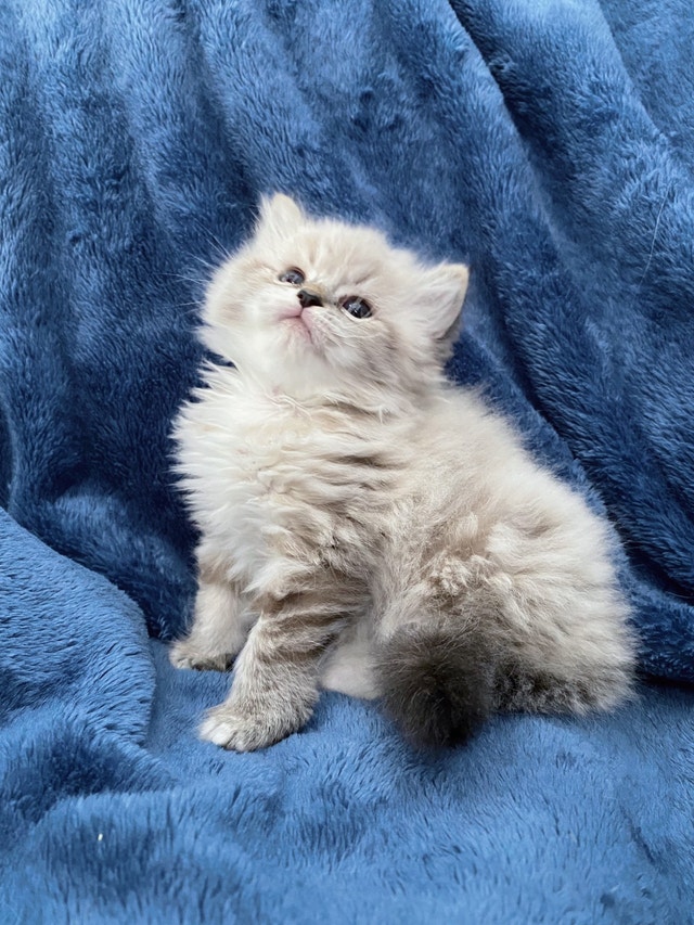 SOLD Pure Ragdoll Kitten Girl ready for rehome | Cats & Kittens for ...