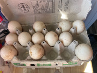 Fertilized Duck Eggs for Hatching