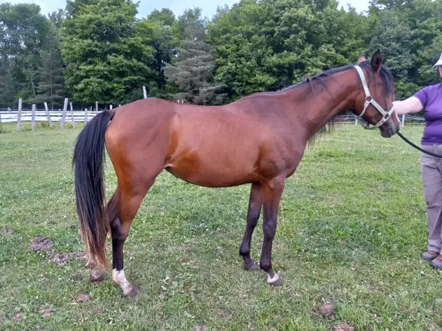 3yo Purebred Arabian filly in Horses & Ponies for Rehoming in Owen Sound - Image 3