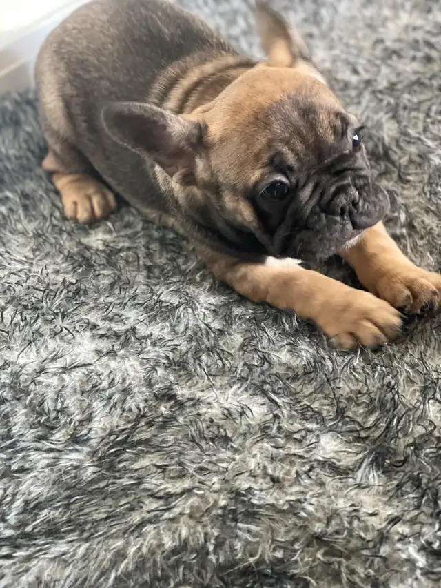 chiot bulldog français, frenchie puppies in Dogs & Puppies for Rehoming in City of Montréal - Image 2