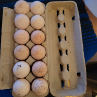 Fertilized turkey eggs
