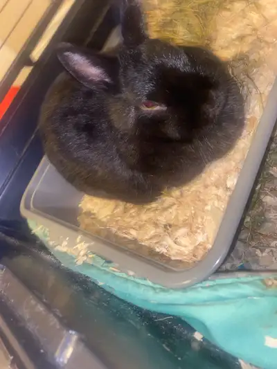 Rehoming bunny’s and cage, View more